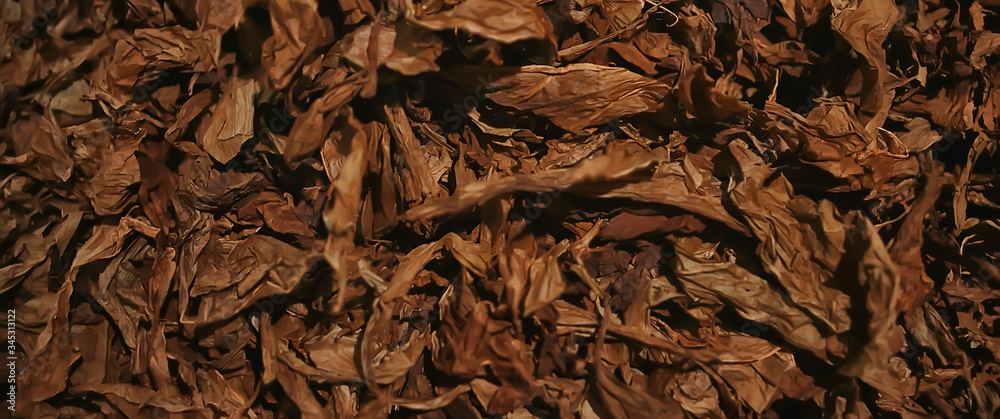background texture tobacco leaves dry, yellow leaves for smoking, production of cigars, tobacco factory