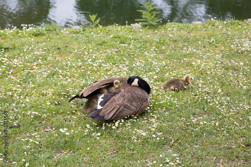 Mother goose is protecting her goslings