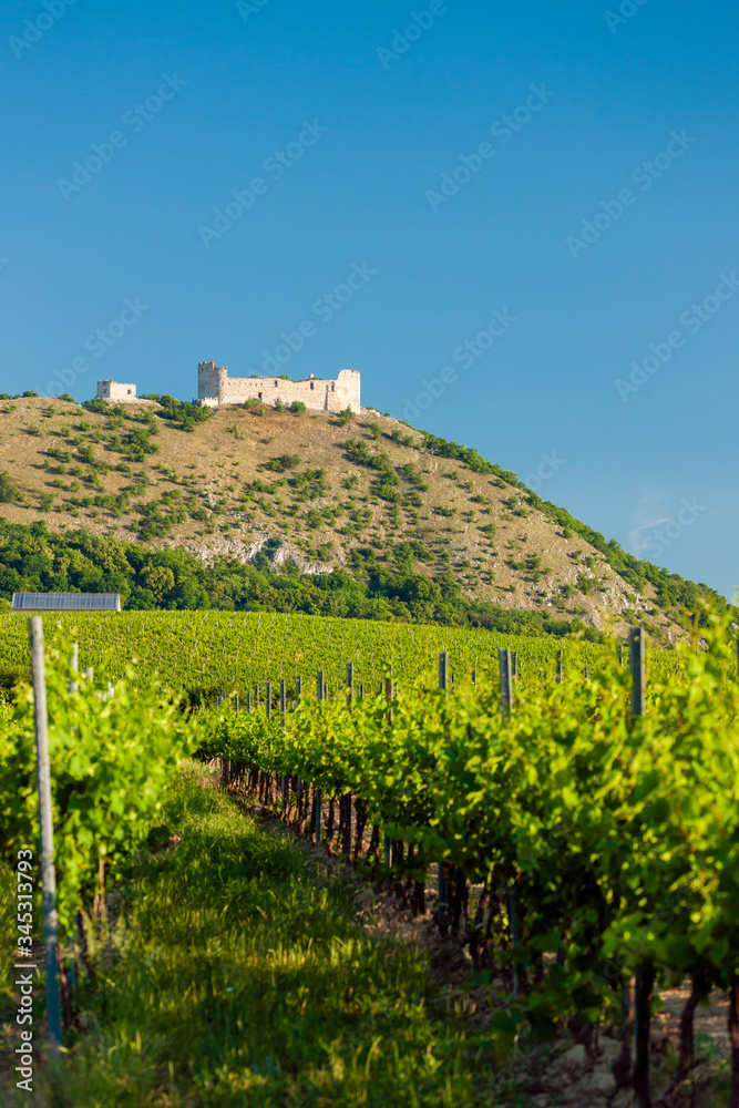 vineyards, castle Devicky, Palava, Moravia region, Czech Republic