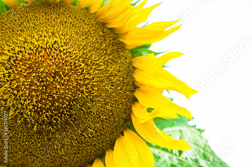 Sunflower close-up on a white background with place for text.