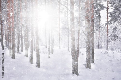 abstract snowfall forest background, white snowflakes fall in the forest landscape, christmas background © kichigin19