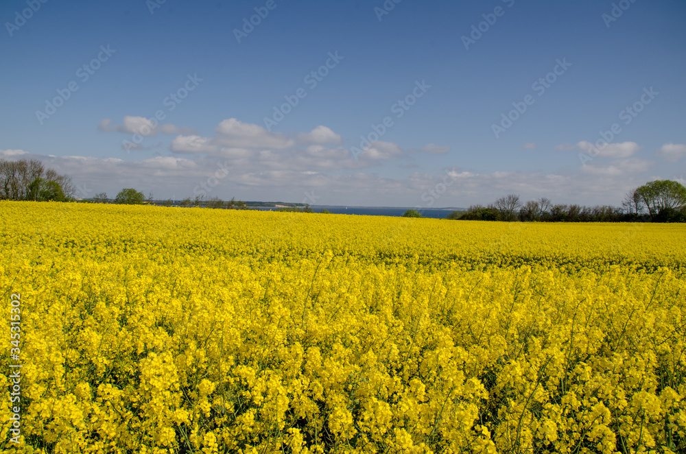 Landschaften, Rapsblüte in Angeln Schleswig-Holstein Landschaften, Rapsblüte in Angeln Schleswig-Holstein
