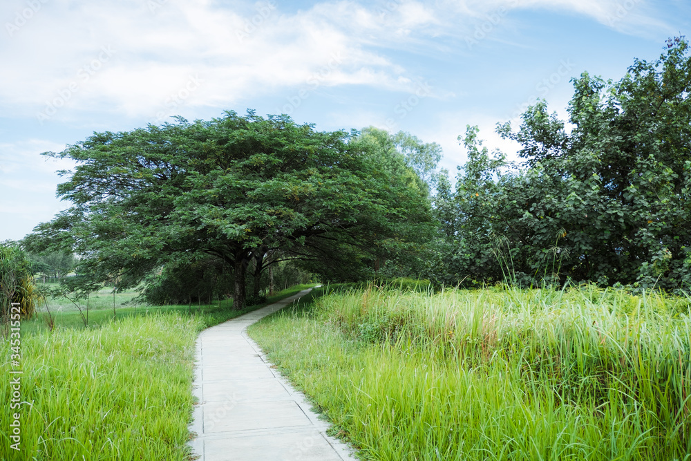 Path in the forest with greeny environment