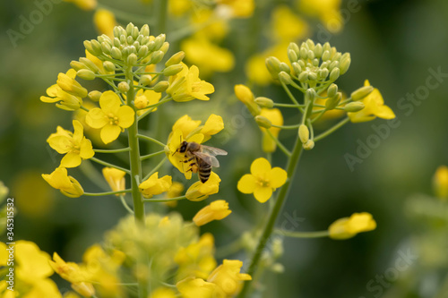 Bee on oilseed rape.  Honeybee takes pollen from the yellow rapeseed flower.