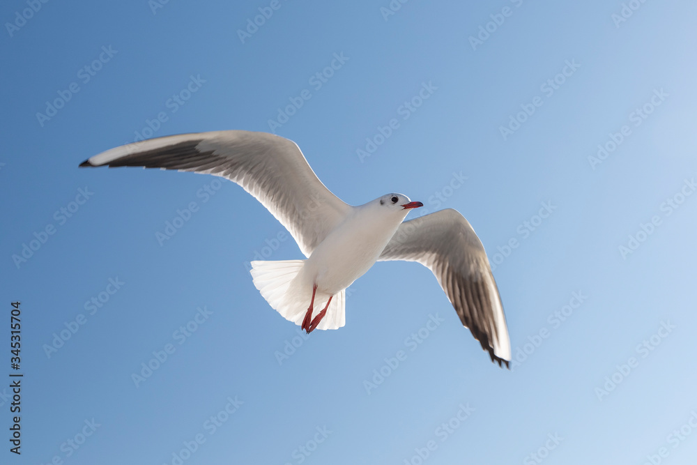 Single seagull flying in a sky as a background.