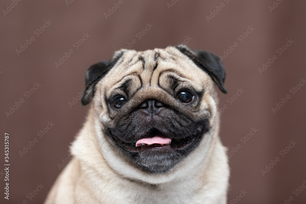 Adorable Dog cute pug breed happiness and smile on brown color background,purebred dog pug breed Concept