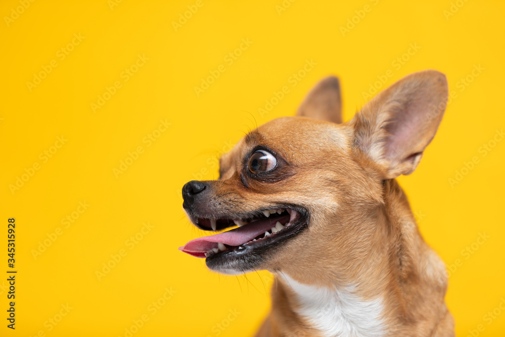 adorable dog Chihuahua breed making happy face and smile on yellow color background,dog smile ready to summer vacations,Chihuahua Purebred Dog Concept