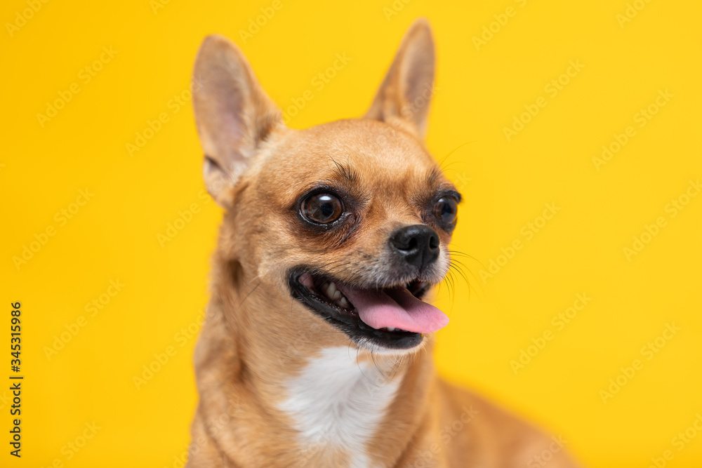 adorable dog Chihuahua breed making happy face and smile on yellow color background,dog smile ready to summer vacations,Chihuahua Purebred Dog Concept