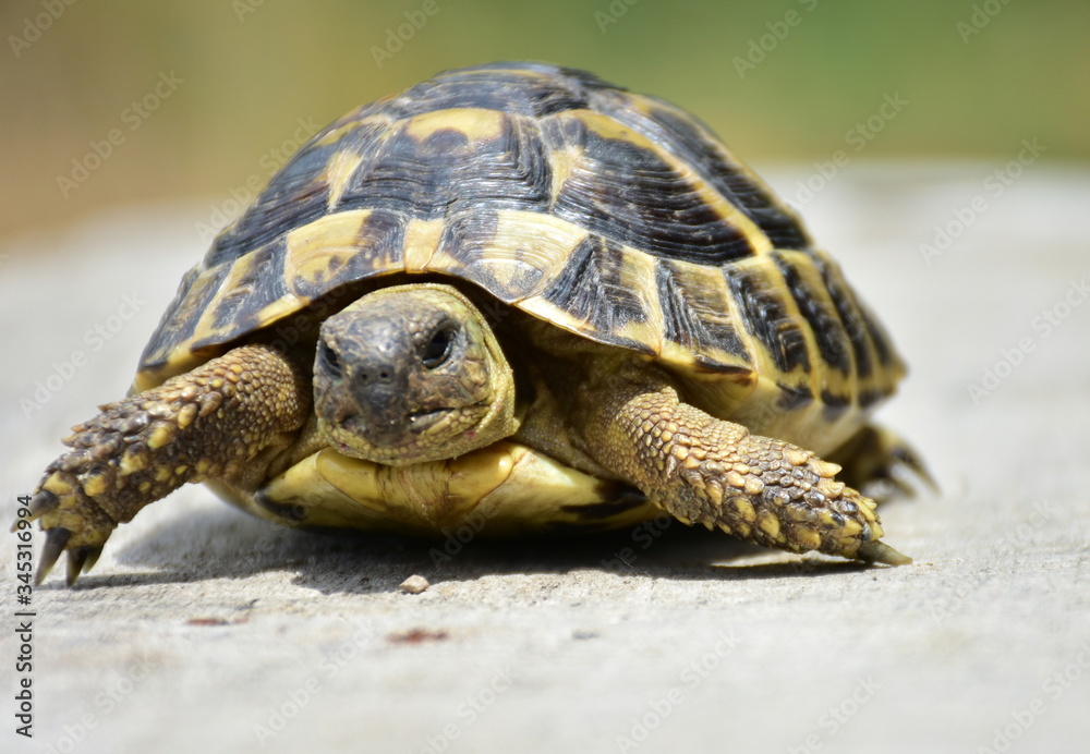 turtle on a rock turtle on a rock