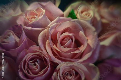 watercolor pink roses on a black background