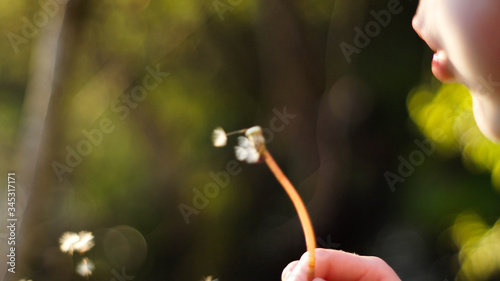 łąka, drzewa, kwiaty, przyroda, owady, słońce, dzień, poranek, 