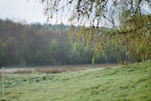 Fototapeta Naklejka Na Ścianę i Meble -  łąka, drzewa, kwiaty, przyroda, owady, słońce, dzień, poranek, 