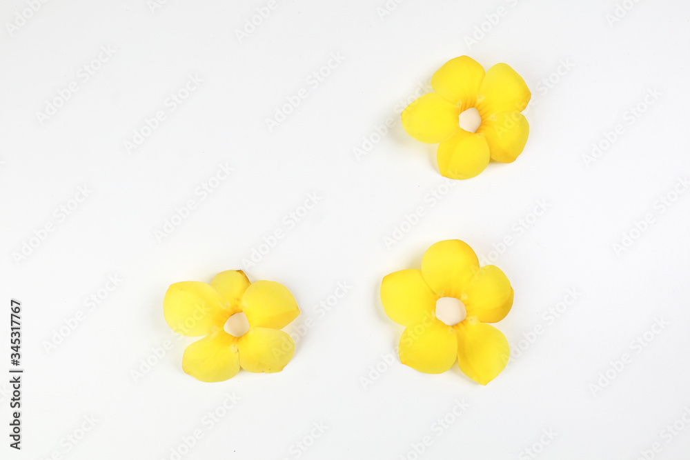 Yellow allamanda bell flower on white paper background text copy space minimalist concept Yellow allamanda bell flower on white paper background text copy space minimalist concept