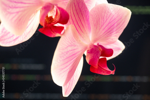 orchid and smart work at home black background