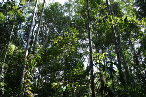 In the middle of Borneo's jungle, Borneo, Malaysia