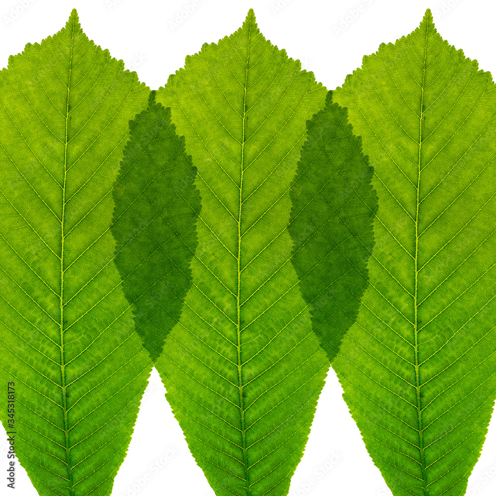 Fototapeta premium Leaves in a row on white background