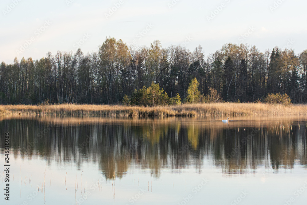 Tree reflection in lake Kanieris