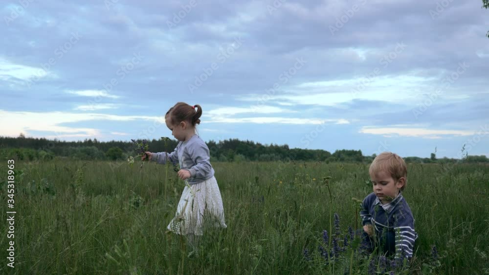 Happy Children Pluck Wildflowers and Give to Mother. Little Boy and Girl Plucking Flowers among High Grass in the Field. Slow motion Spring Nature Evening Sky above Rural Scene Happy Children Pluck Wildflowers and Give to Mother. Little Boy and Girl Plucking Flowers among High Grass in the Field. Slow motion Spring Nature Evening Sky above Rural Scene