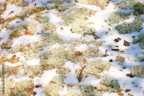 Moss yagel under the snow in the Northern forest, leaves and needles of pine trees in white snow. Background with wood surface covered snow in winter and early spring. photo