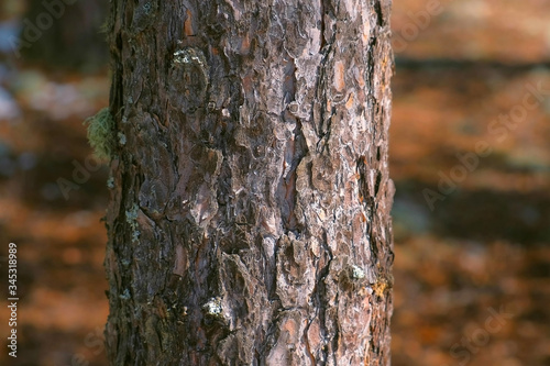 Fototapeta Naklejka Na Ścianę i Meble -  Pine trunk with wood bark and beautiful natural texture with cracks in forest, closeup view. Old tree in woodland early spring.
