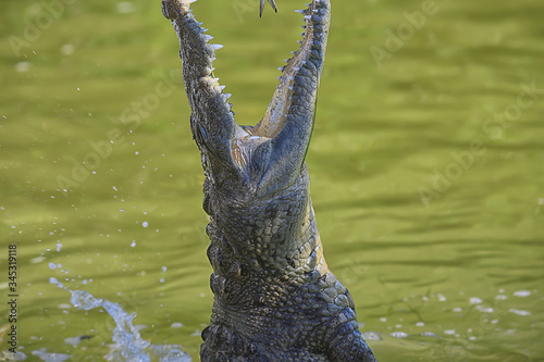 wild crocodile in the river  alligator in the swamp  wildlife predator head
