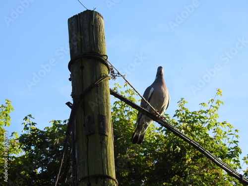 One pigeon sits at a wooden pole on a telephone cable