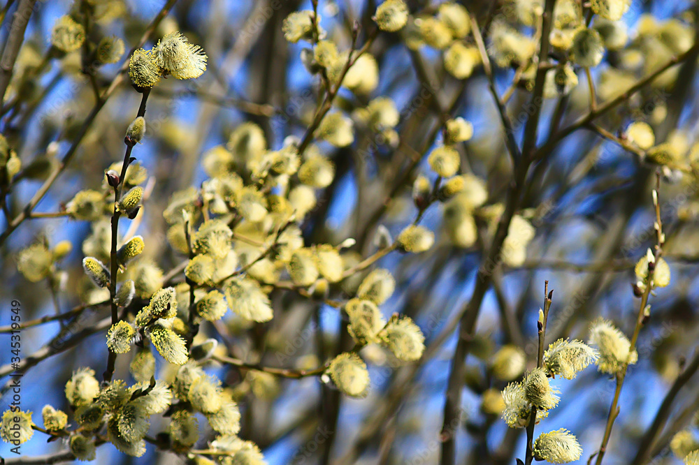 willow branches spring background, abstract blurred view of spring early march easter