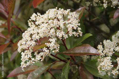 Red ornamental residential tree spring bloom bud photo