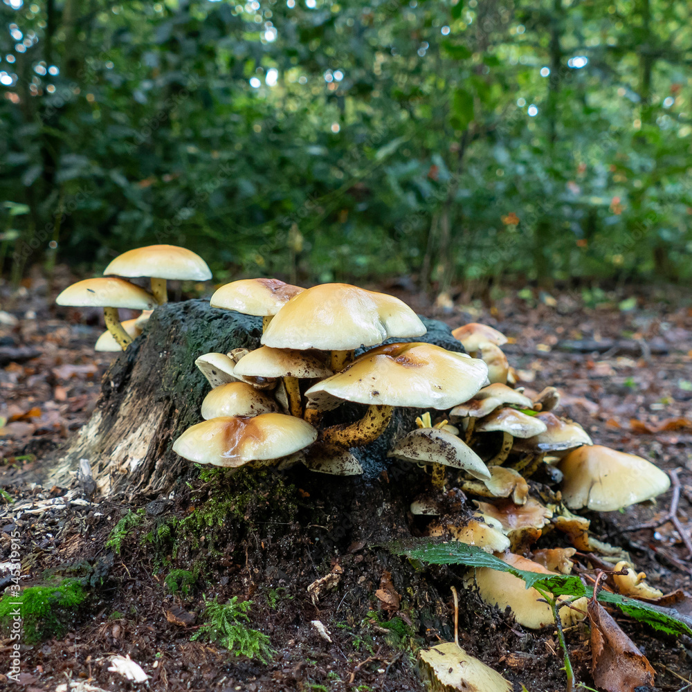 Tree stump covered with yellow fungi Tree stump covered with yellow fungi