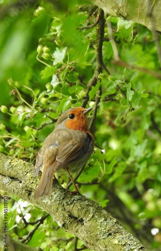 A gray-haired little red bird sits on a branch © Rafal