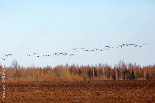 migratory birds flock of geese in the field  landscape seasonal migration of birds  hunting