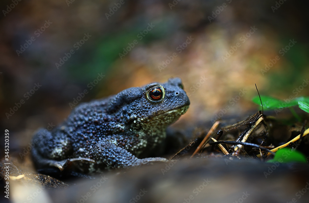 Fototapeta premium toad macro, reptile in the wild, beautiful photo frog