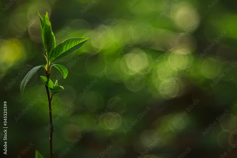 abstract sunny day background in spring forest, branches with buds and young leaves in the sunlight abstract sunny day background in spring forest, branches with buds and young leaves in the sunlight