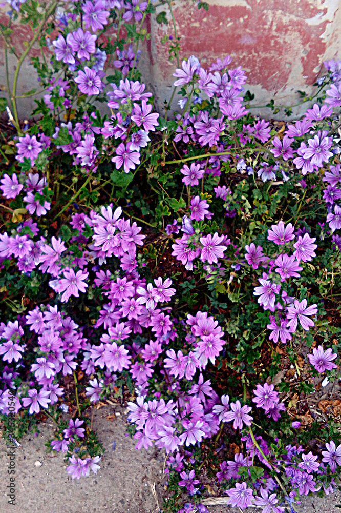 Naklejka premium lilac flowers on a background of an old concrete wall