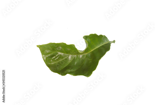 Coffee leaves on a white background