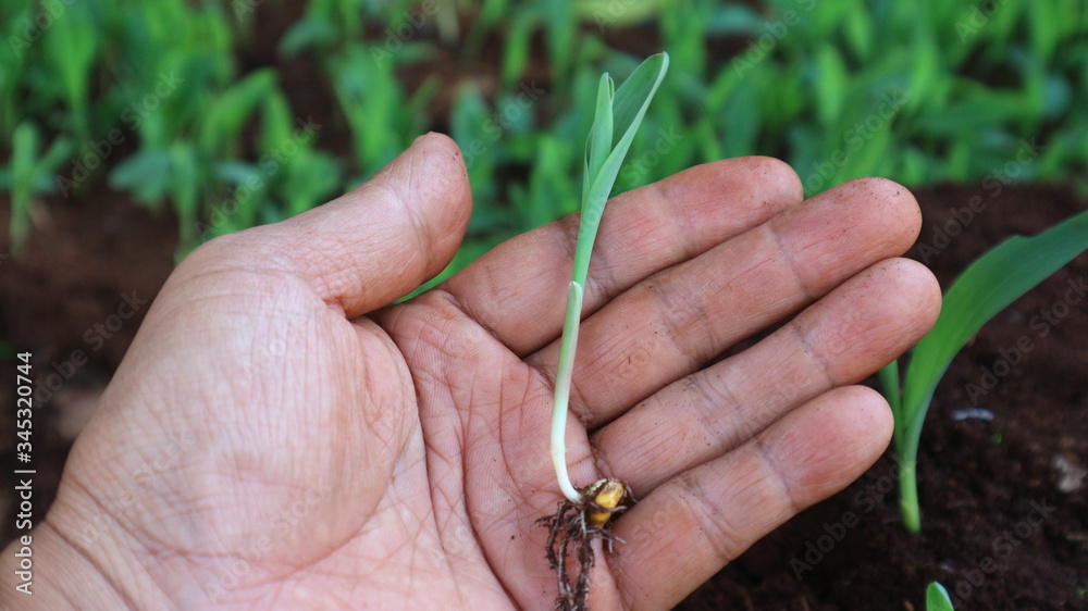 1 week corn seedling 1 week corn seedling