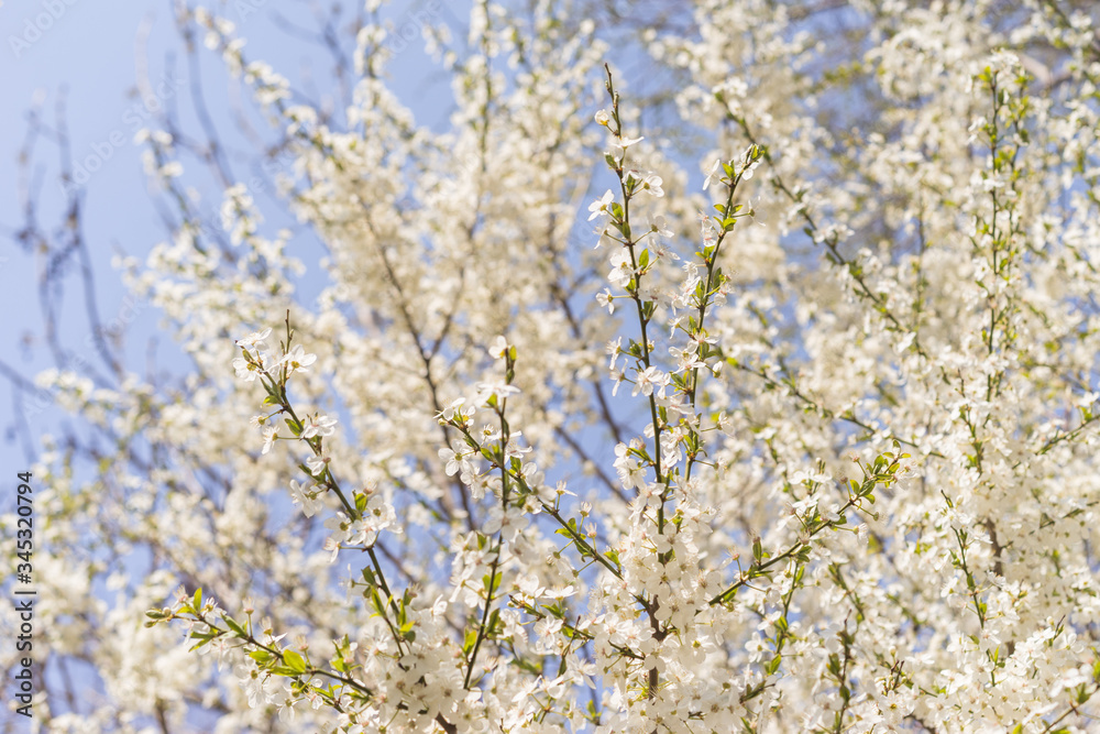 blooming cherry tree in spring. flowering spring tree blooming cherry tree in spring. flowering spring tree