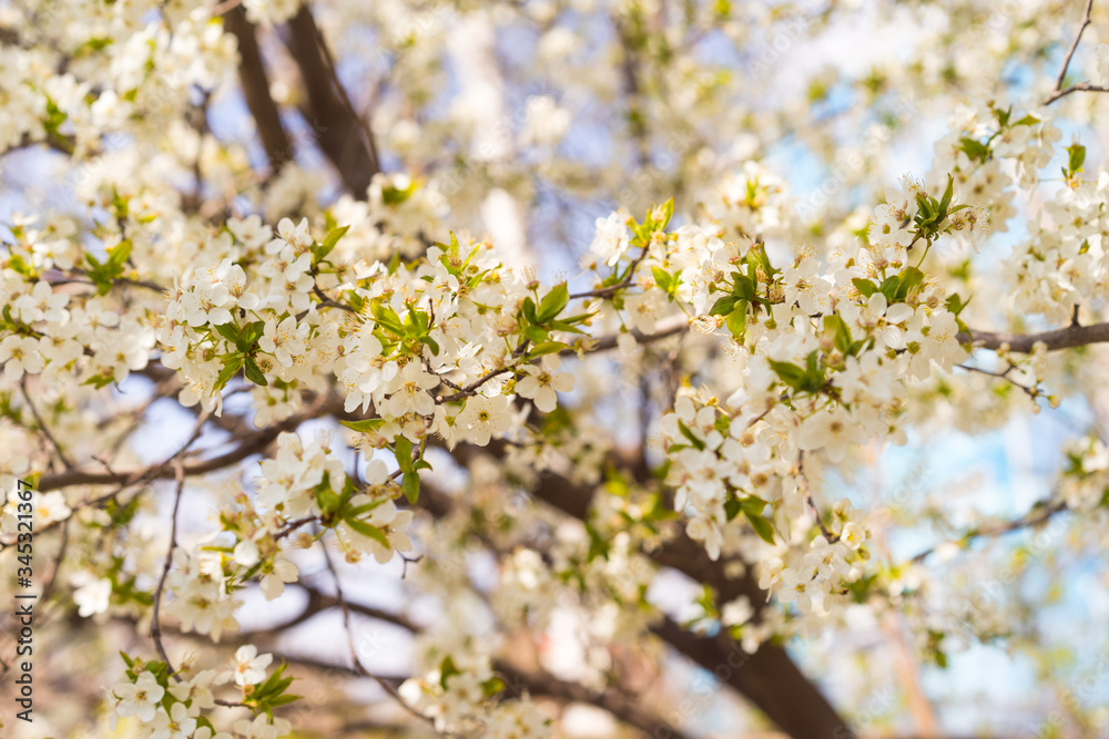 spring in the park. flowering spring tree
