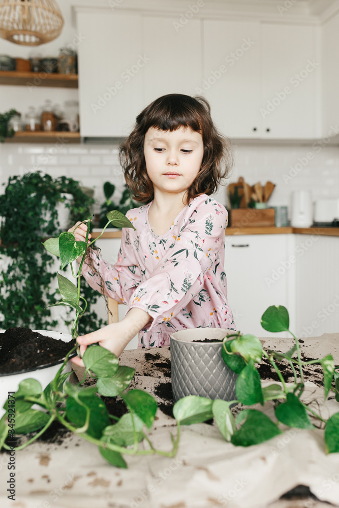 Adorable child girl is planting a houseplant in pot at home. Adorable child girl is planting a houseplant in pot at home.