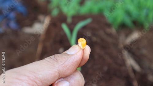 1 week corn seedling