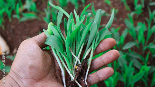 1 week corn seedling