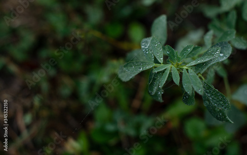 Spider web / flowers / mist / / dark background / brown / green/ Dew / leaf / fog / autumn