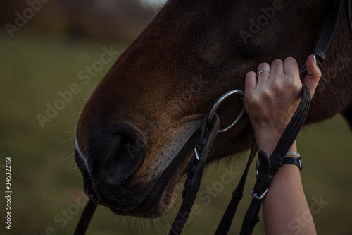 horse / domestication / hand / girl / ring / wedding ring / harness / dark background