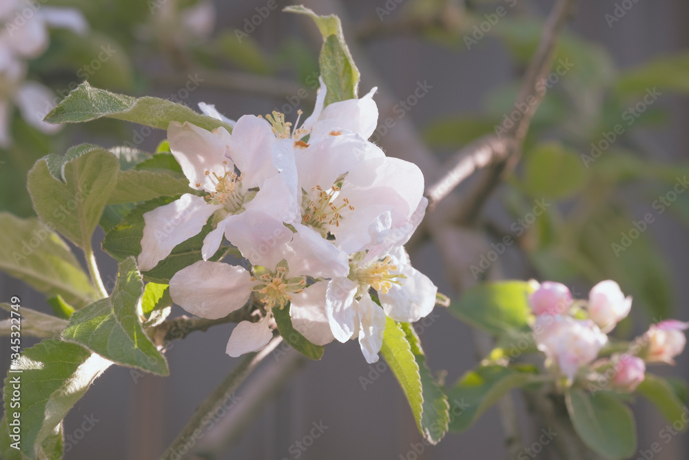 A branch of a flowering Apple tree in natural conditions. A branch of a flowering Apple tree in natural conditions.