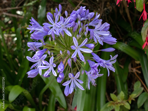 Closeup view of violet agapanthus flower blooming photo