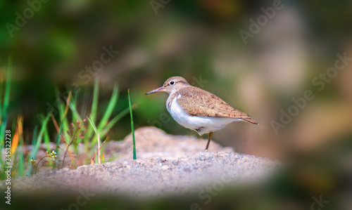 Common Sandpiper Actitis Hypoleucos sitting on a stone