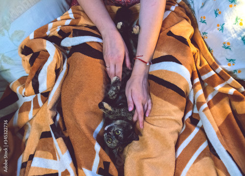 a cute tricolor cat is lying on the girl's lap soft focus
