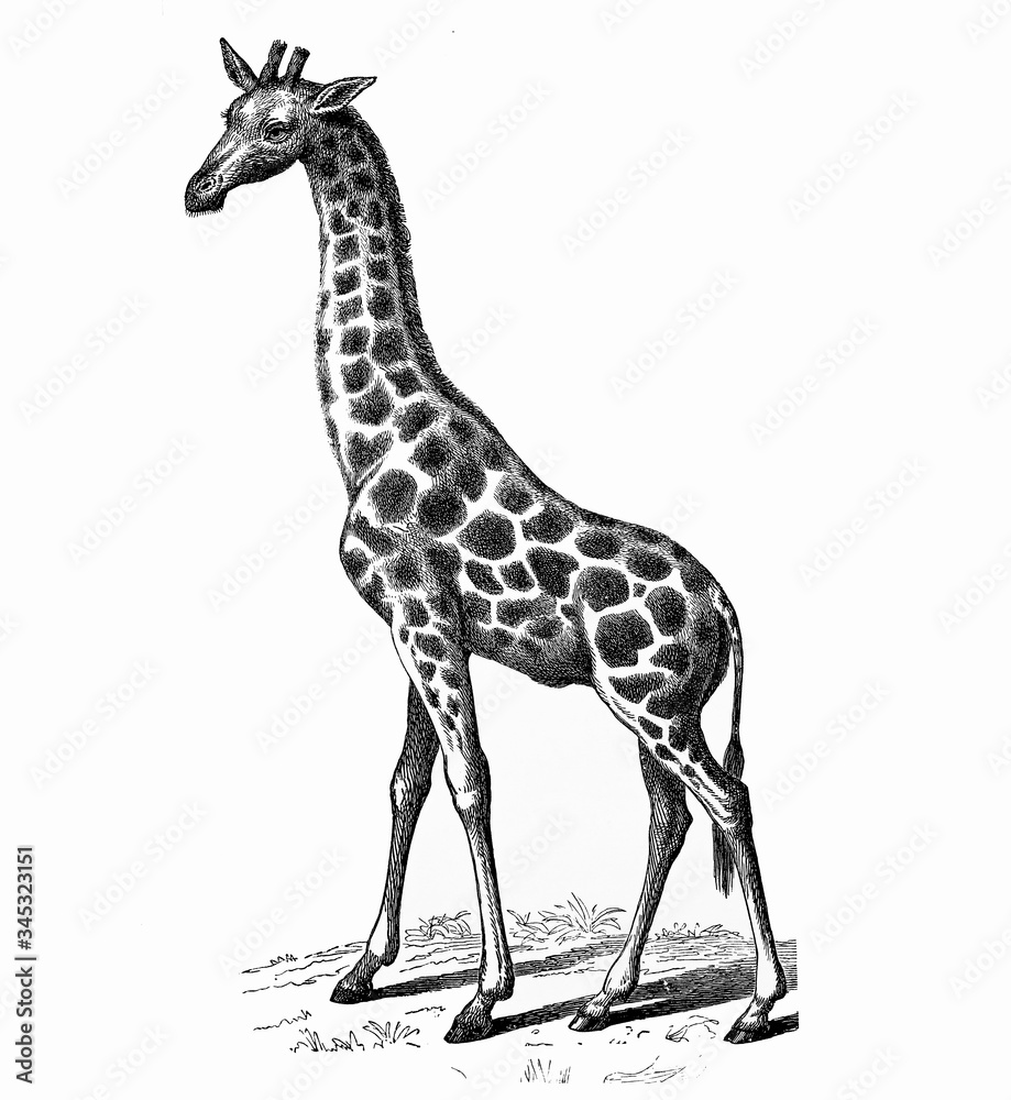 Fototapeta premium Illustration of a giraffe from popular encyclopedia from 1890