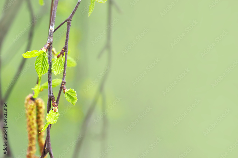 Fototapeta premium Spring concept, first blossoming leaves on a tree, macro. Copy space, mint tone