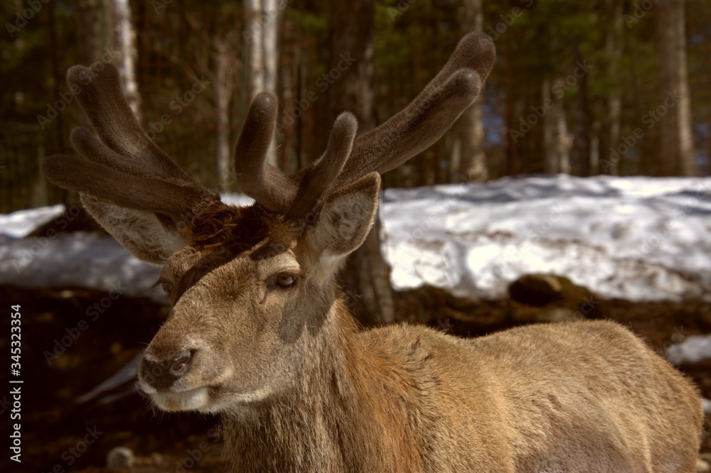 Mangifique cerf rouge dans un parc privé du Québec, Canada Mangifique cerf rouge dans un parc privé du Québec, Canada